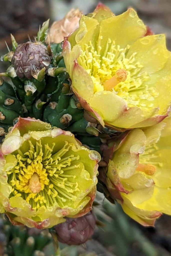 Perfect for pollinators cactus bloom
