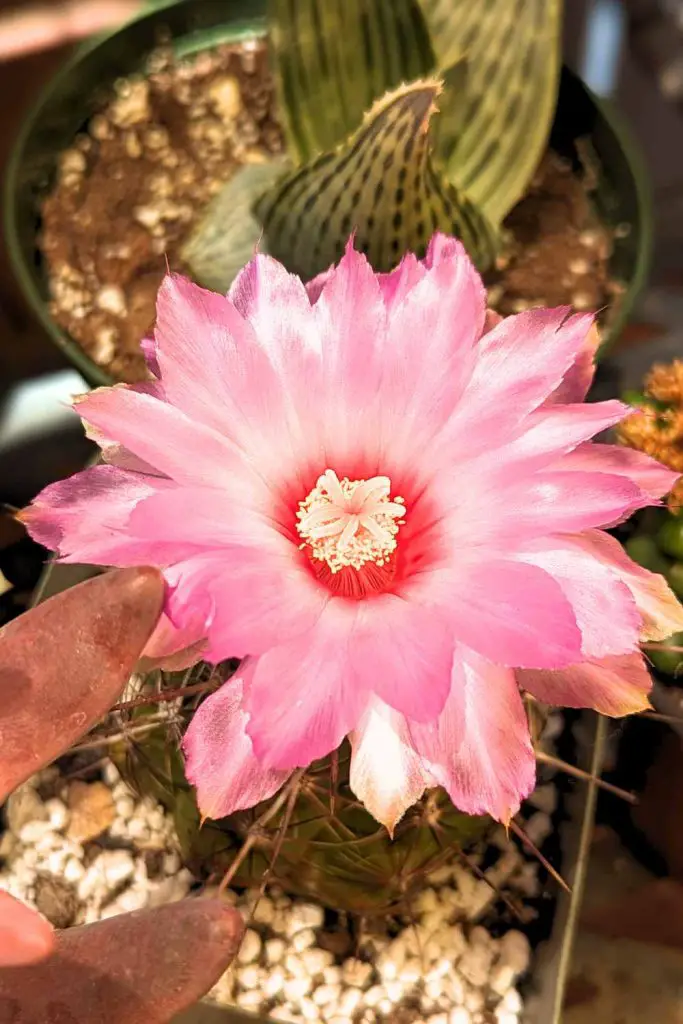 Pink cactus flower cactus bloom