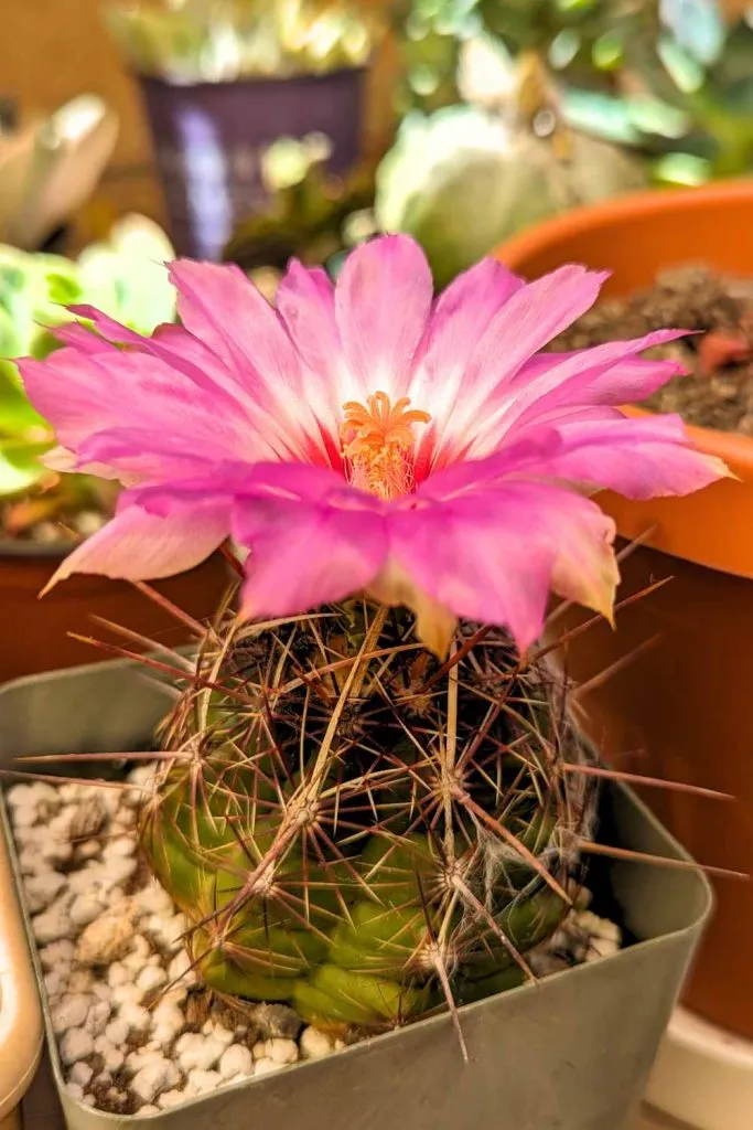 Pink cactus flowers cactus bloom