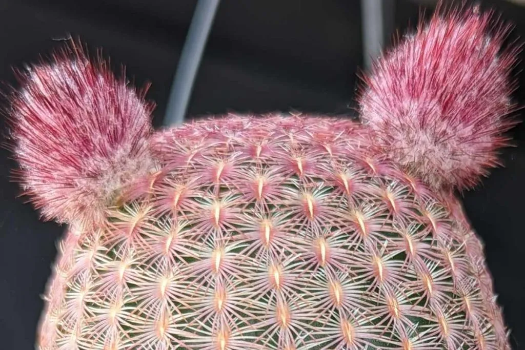 Problems with rainbow hedgehog issues rainbow hedgehog cactus