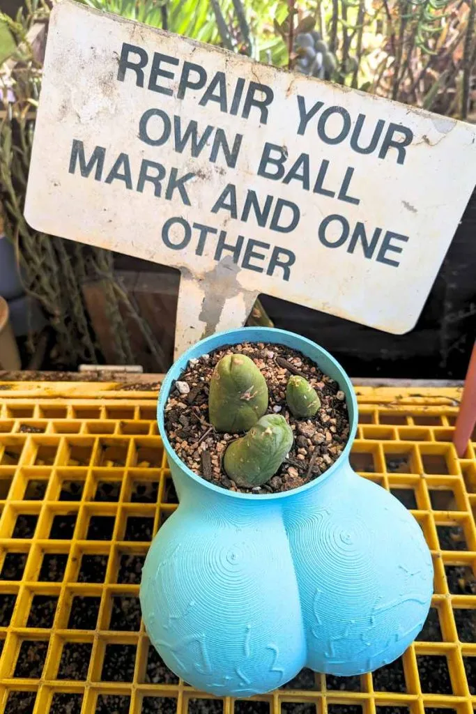 Tbm cactus penis cactus
