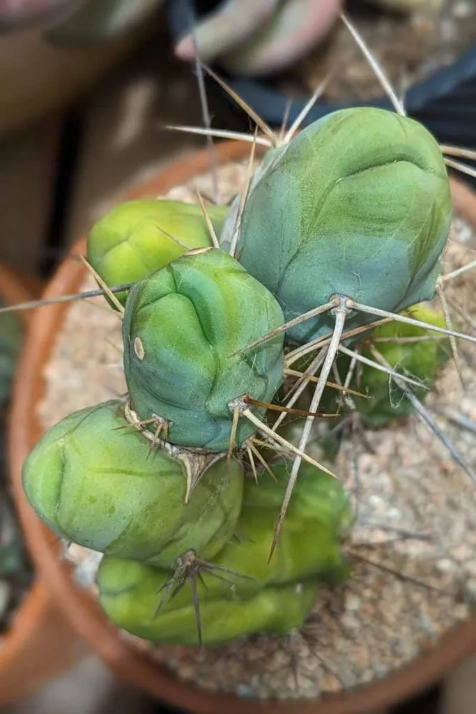Tbm cactus cluster 1 penis cactus