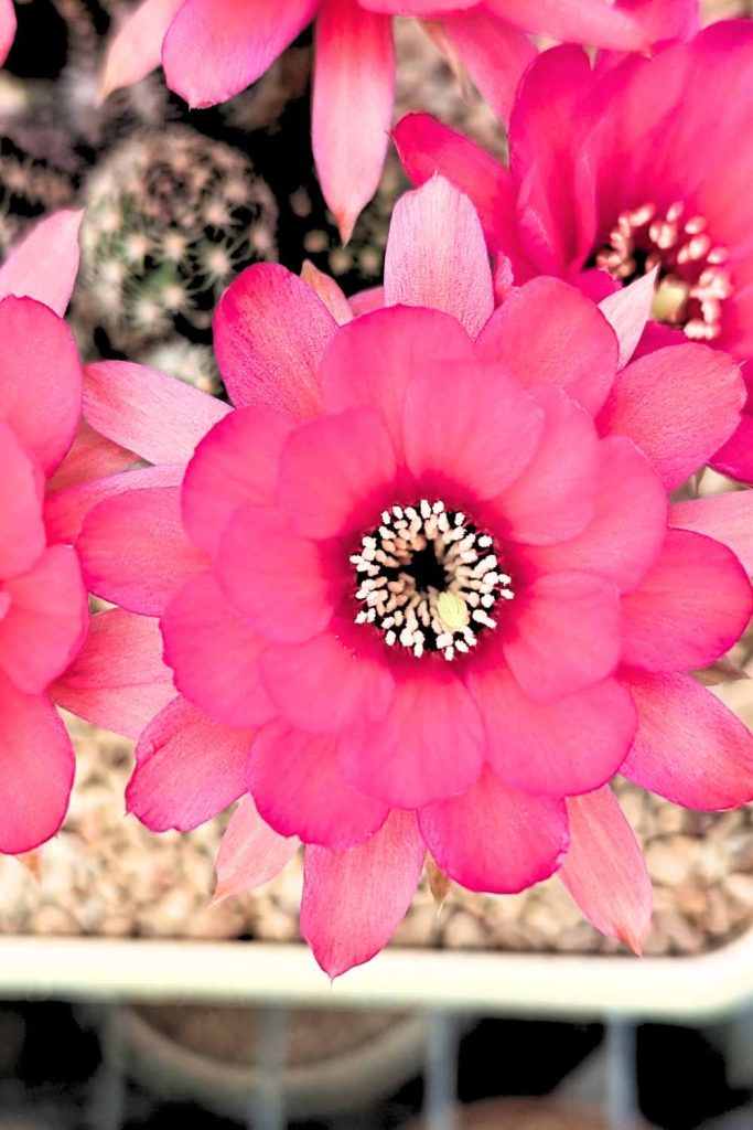 The blooming period cactus bloom