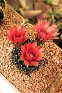 Three red cactus flowers