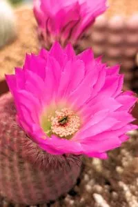 Types of cacti blooming patterns