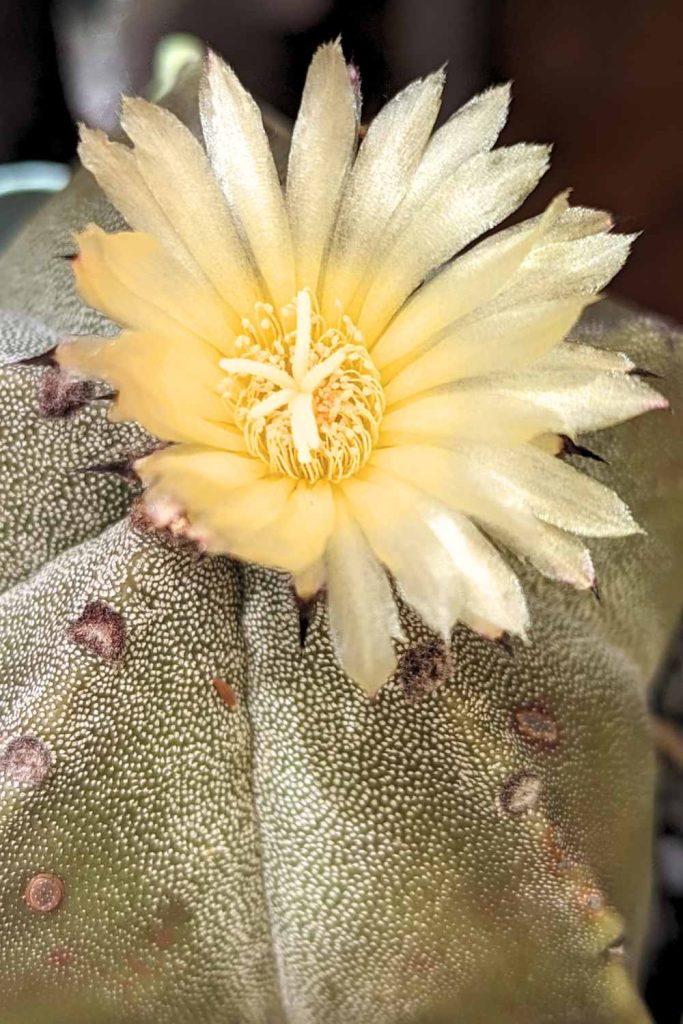 What to do if my cactus is not flowering cactus bloom