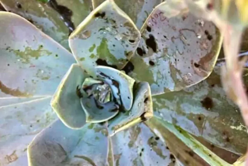 Why black sooty mold is bad for succulents sooty mold