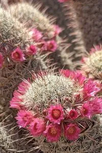 Why cactus blooms captivate us