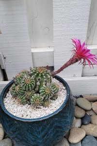 Will a cactus bloom indoors