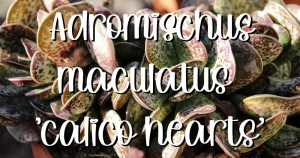 Adromischus maculatus calico hearts feature