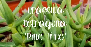 Crassula tetragona pine tree
