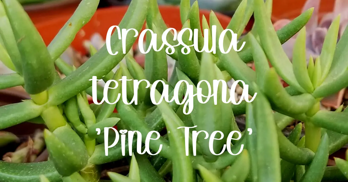 Crassula tetragona pine tree crassula tetragona 'miniature pine tree'