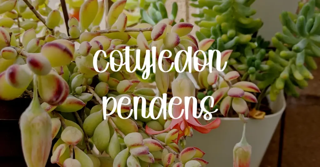 Do cotyledon pendens like full sun cotyledon pendens
