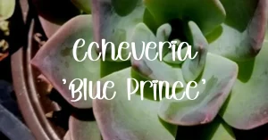 Echeveria blue prince