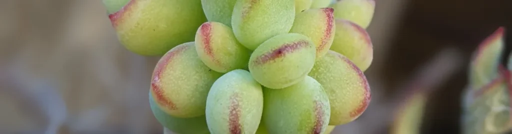 Is cotyledon pendens fast growing cotyledon pendens