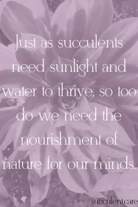 Just as succulents need sunlight and water to thrive so too do we need the nourishment of nature for our minds 1
