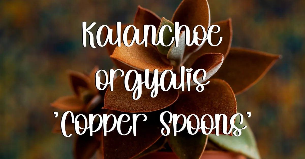 Kalanchoe orgyalis copper spoons feature kalanchoe orgyalis
