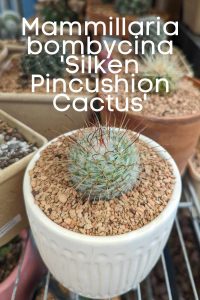 Mammillaria bombycina silken pincushion cactus