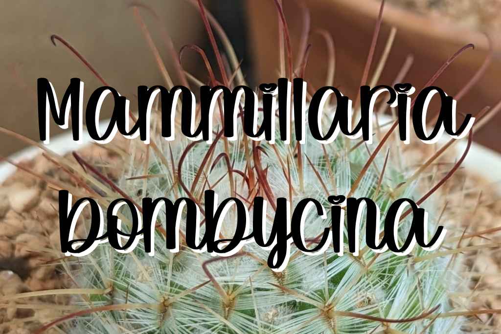 Mammillaria bombycina silken pincushion cactus feature