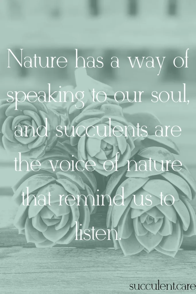 Nature has a way of speaking to our soul and succulents are the voice of nature that remind us to listen 1 mental health