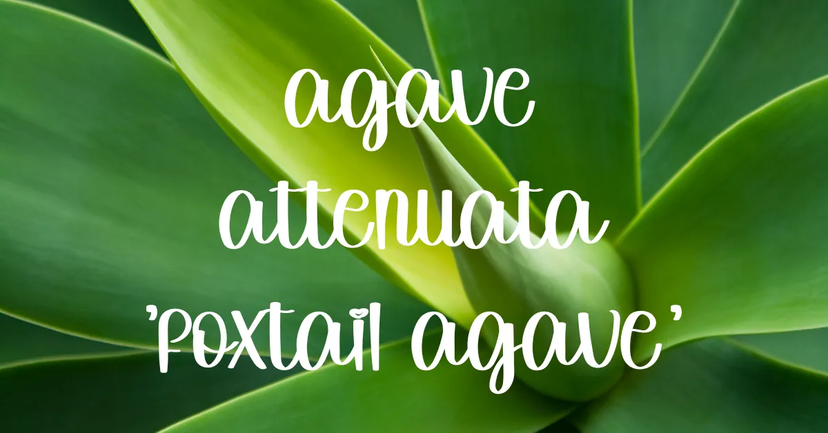 Agave attenuata foxtail agave