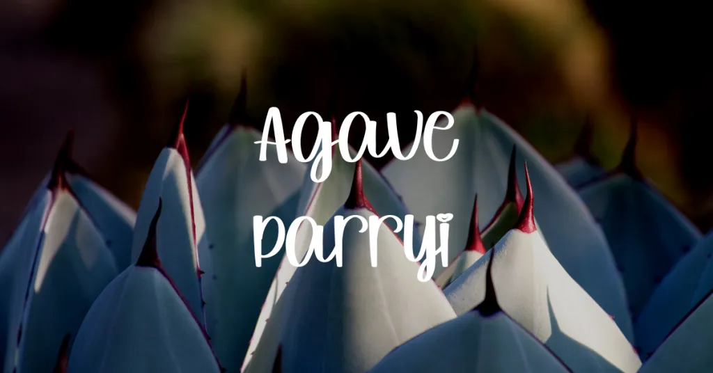 Agave parryi care guide 1 1024x536 1 agave parryi