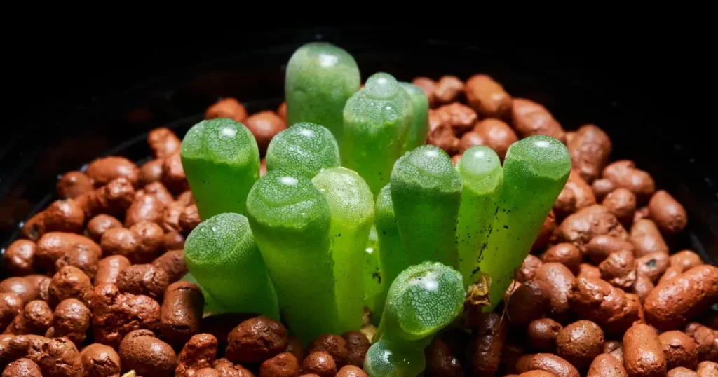 Baby toes fenestraria rhopalophylla succulent light needs baby toes