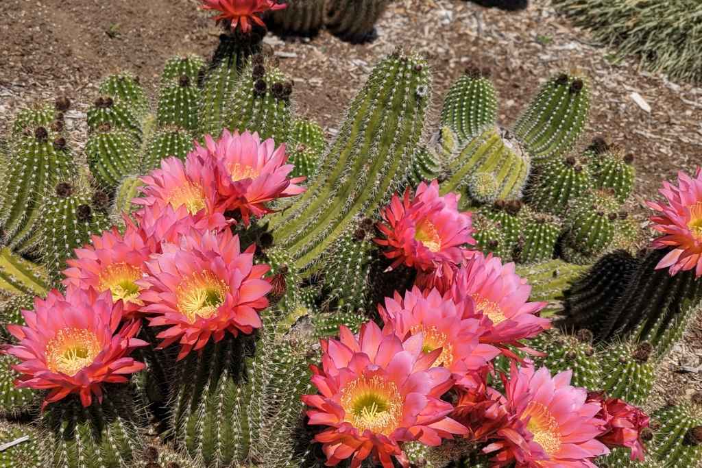 Beautiful cacti can also serve as a fence around your home protect