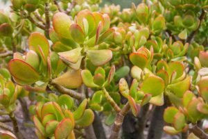 Caring for crassula ovata jade plant outdoors