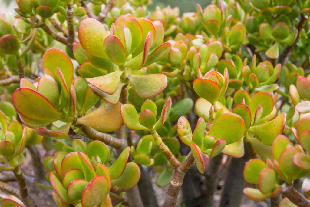 Caring for crassula ovata jade plant outdoors jade plant