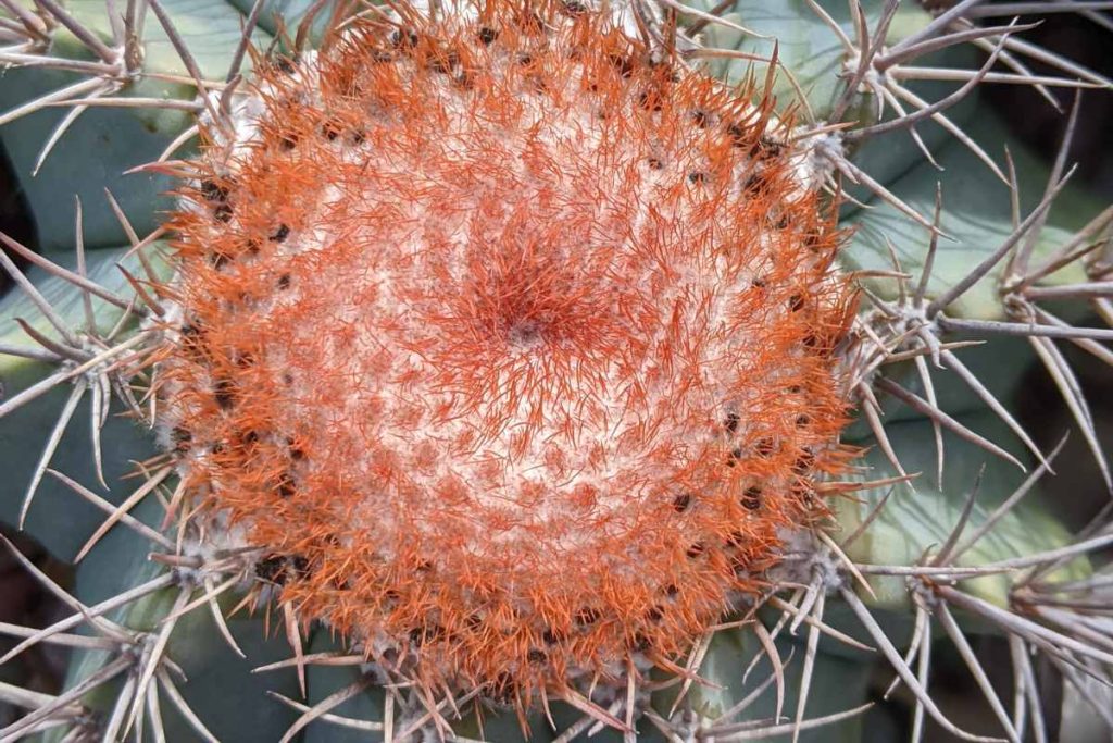 Cephalium on cactus cephalium