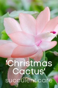 Christmas cactus flowers