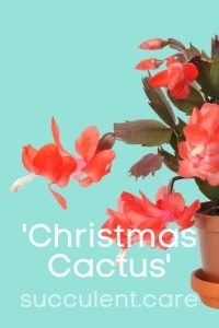 Christmas cactus wilting