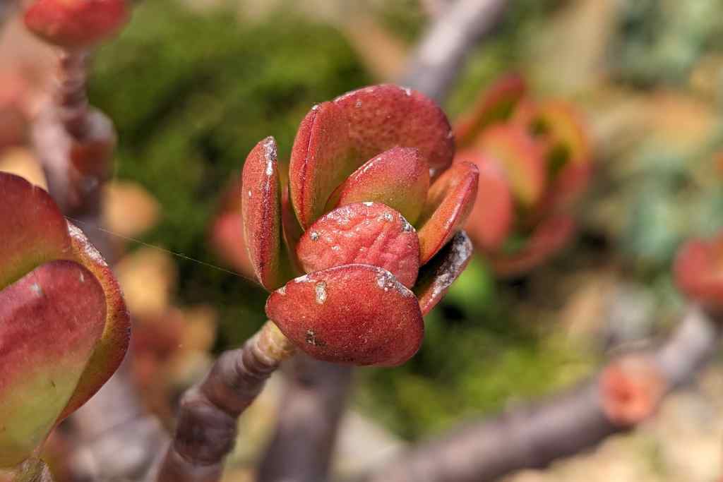 Cold temps cause jade to turn red jade plant