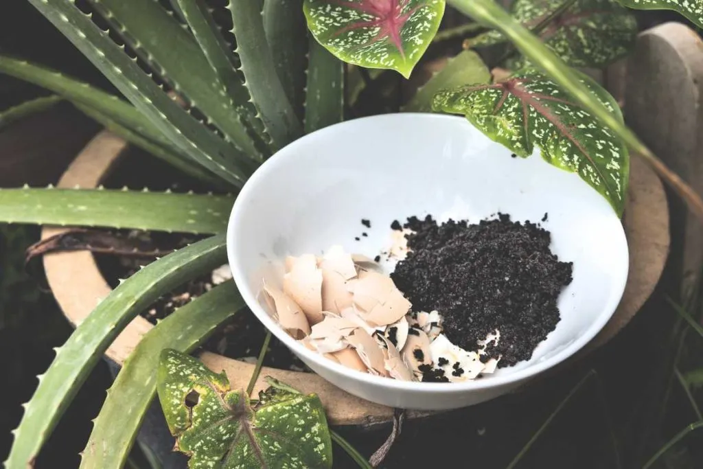 Combining eggshells and coffee grounds for succulents 1024x683 1 coffee grounds