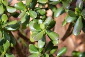 Common pests of crassula ovata jade plant