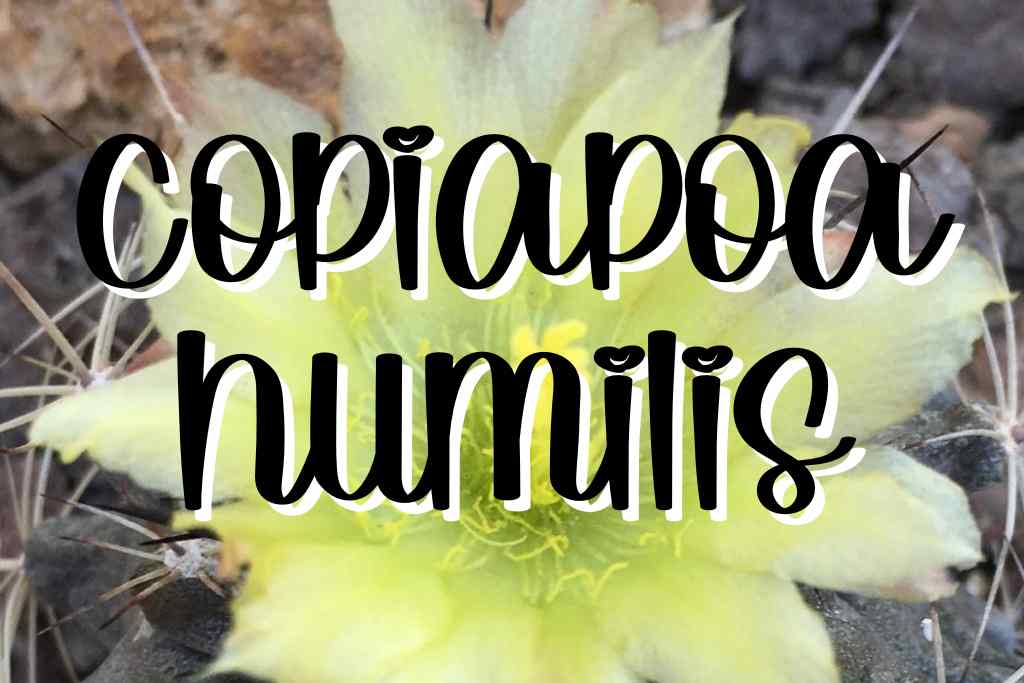 Copiapoa humilis feature