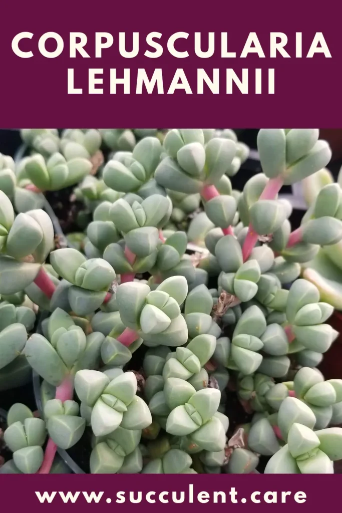 Corpuscularia lehmanii ice plant care guide corpuscularia lehmannii