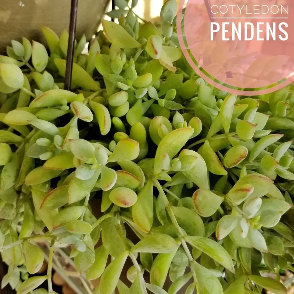 Cotyledon pendens cotyledon pendens