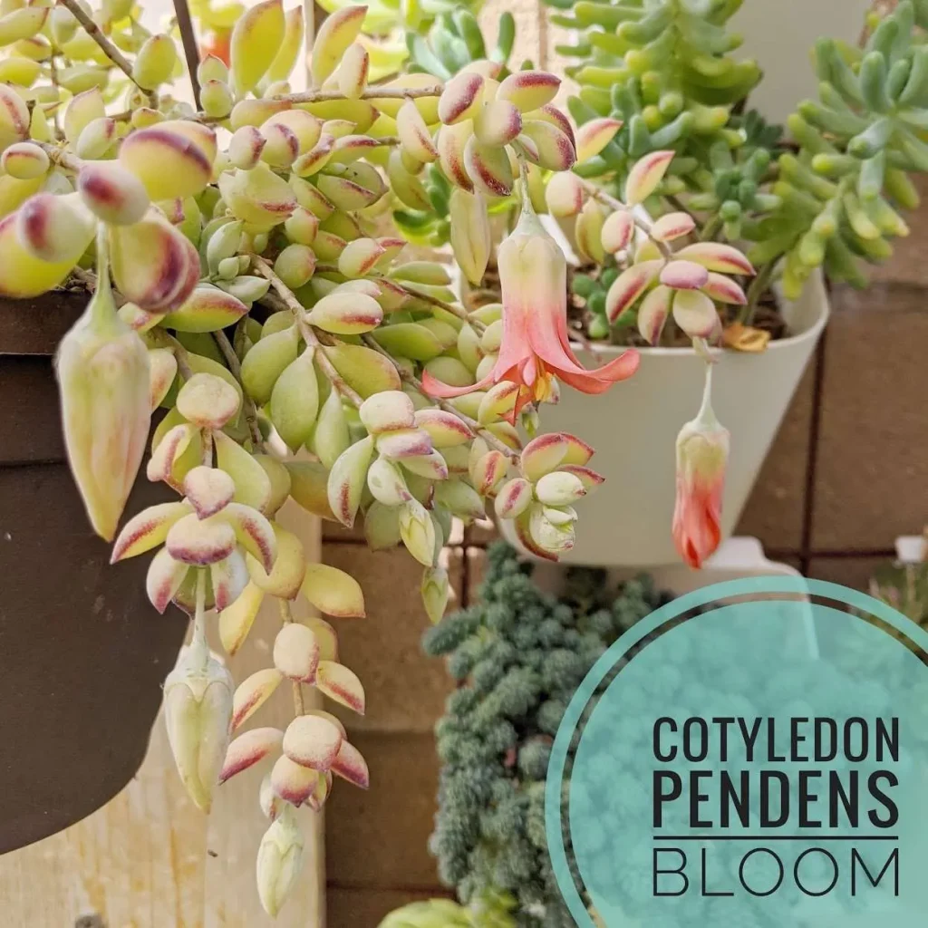 Cotyledon pendens flower bloom cotyledon pendens