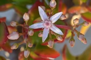Crassula ovata jade plant flower
