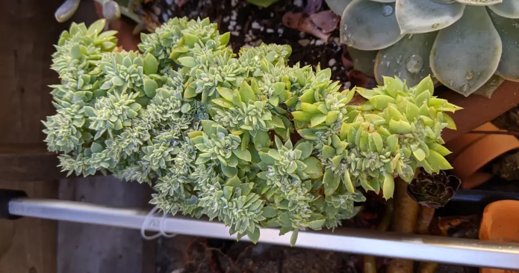Crested succulents are rare crested succulent