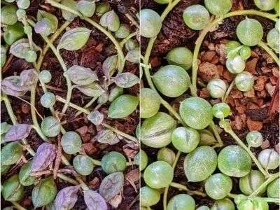 Dehydrated string of pearls before and after water succulents,overwatering,underwatering,underwatered succulents