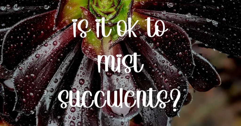 Do succulents like to be misted water succulents,overwatering,underwatering,underwatered succulents