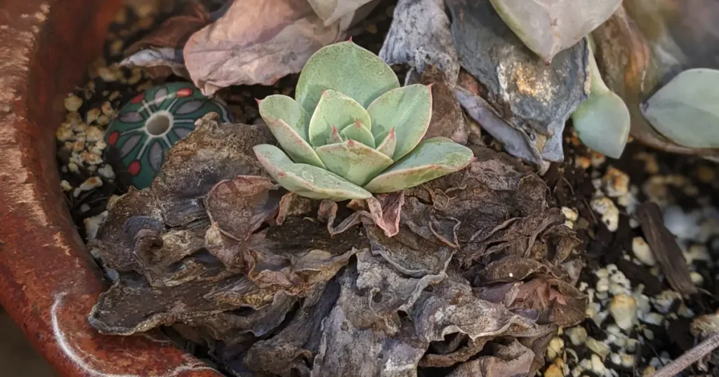 Dried brown leaves on overwatered echeveria water succulents,overwatering,underwatering,underwatered succulents