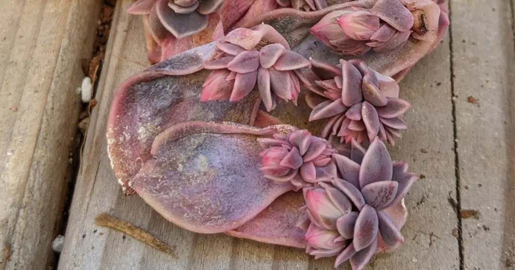 Echeveria perle von nurnberg leaves propagated straight to flowers 1024x538 1 propagating succulents, propagating succulent leaves, propagating succulents in water, propagating, cuttings