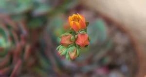 Echeveria ramillete bloom color