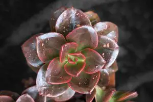 Edema is indicated by the spots on the leaves on this echeveria melaco