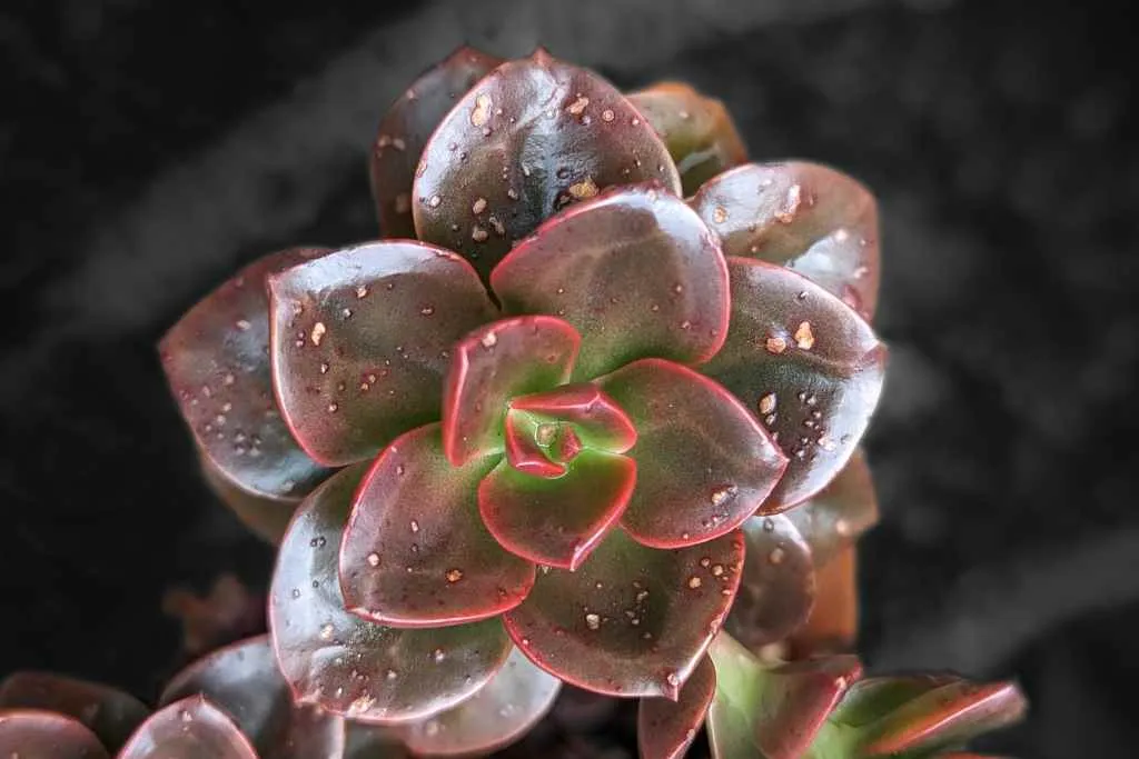 Edema is indicated by the spots on the leaves on this echeveria melaco edema