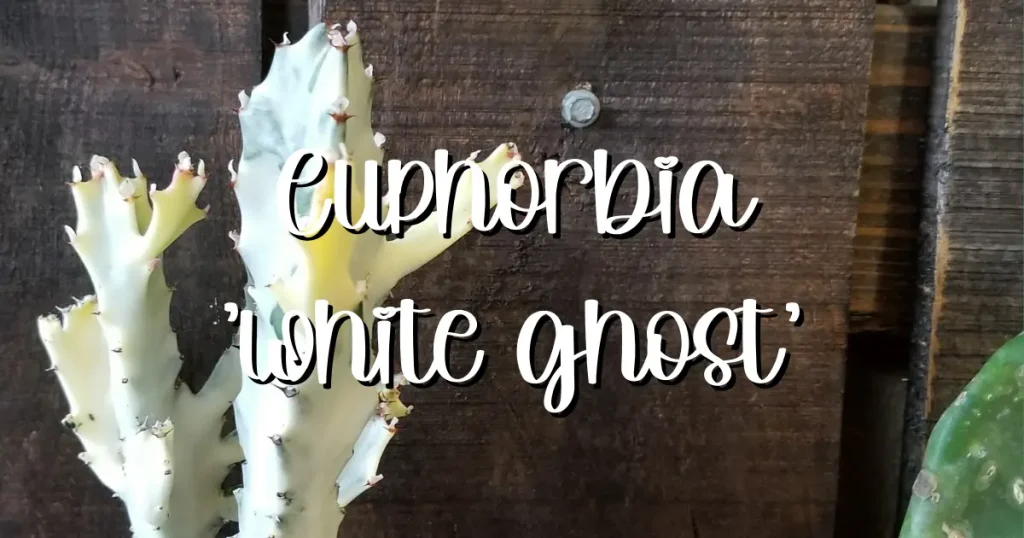 Euphorbia lactea white ghost cactus 1 white ghost